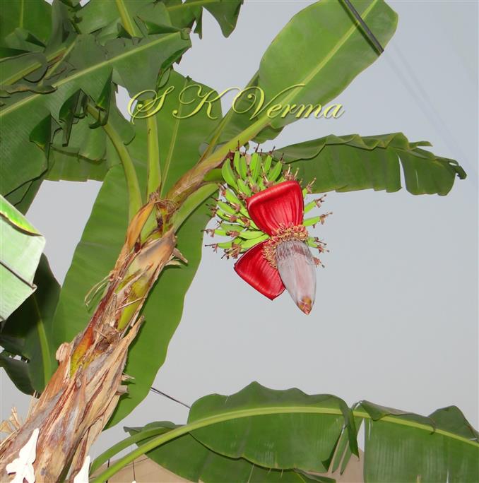  Plant with Inflorescence